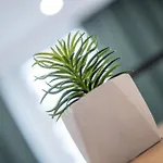 Lokietka グリヴィツェ